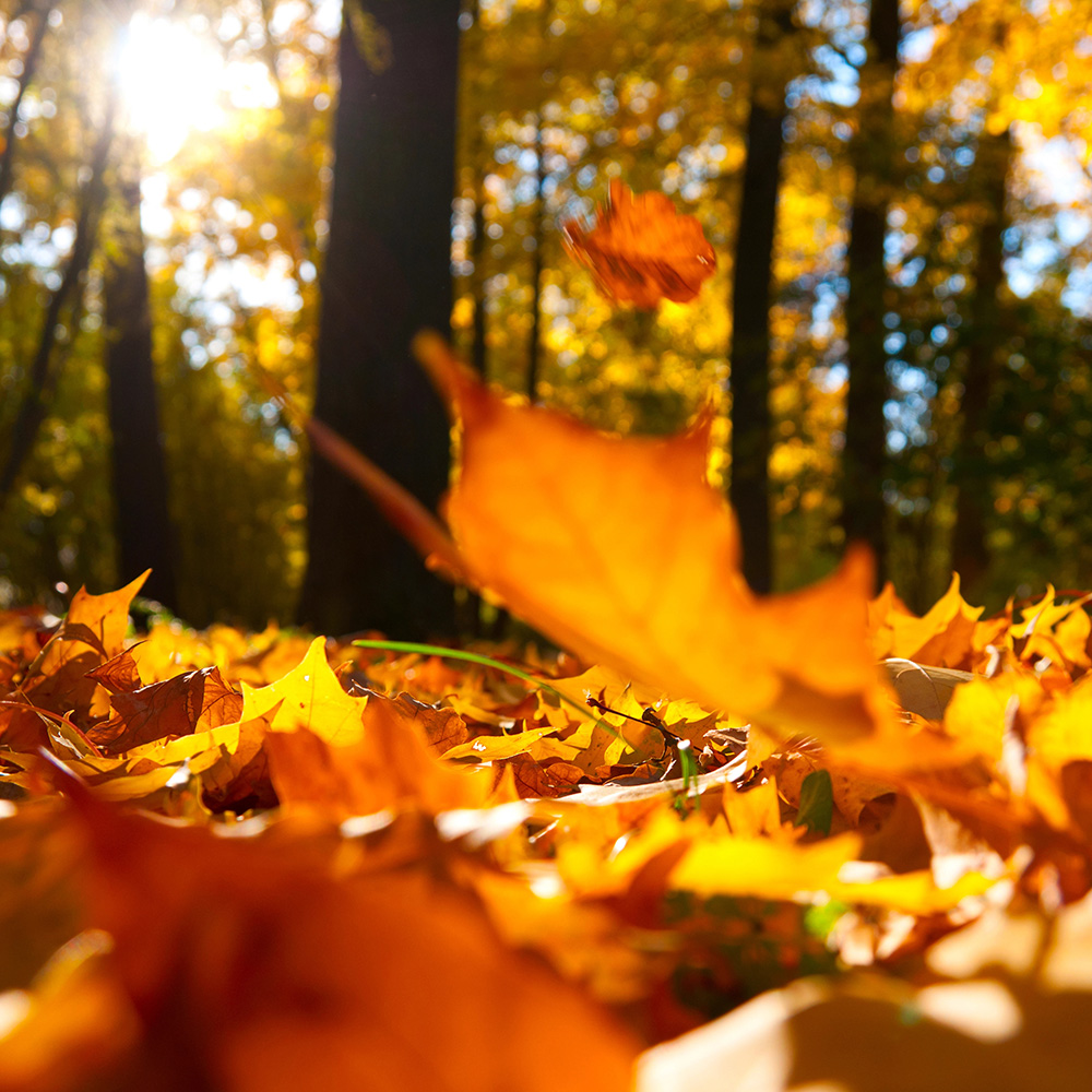 fallleaves