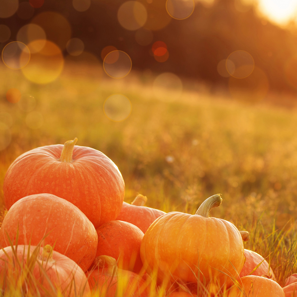 Harvest Gathering Pumpkins arranged for harvest season at the ranch