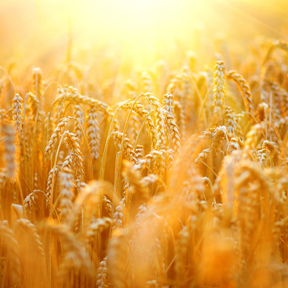 wheat